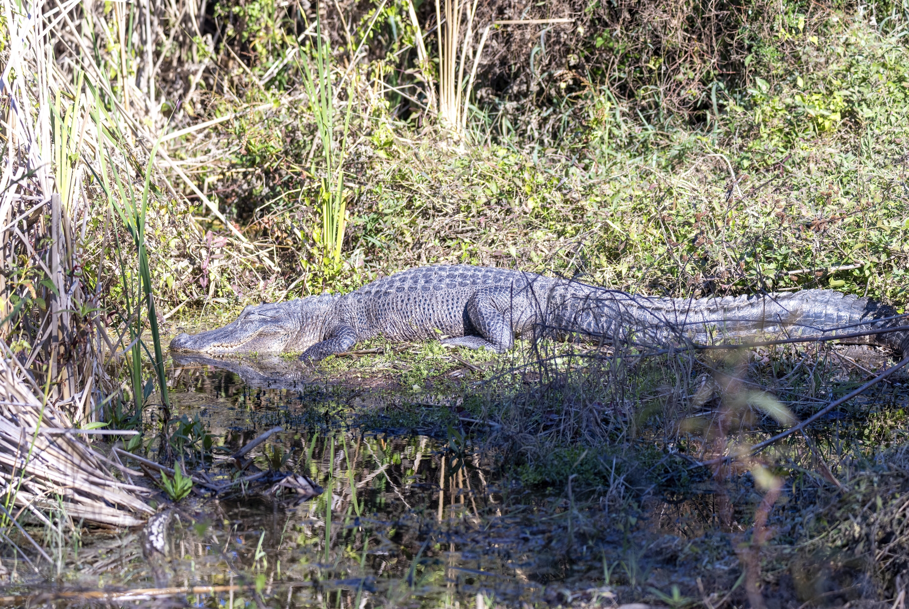 Alligator, Aransas National Wildlife Refuge